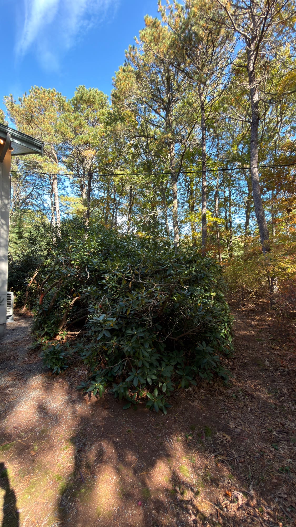 Extra-large rhododendron at the side corner, next to the AC unit
