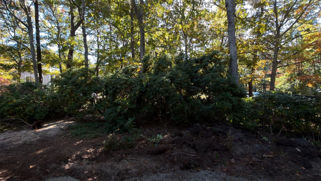 Long row of rhododendrons along the driveway side