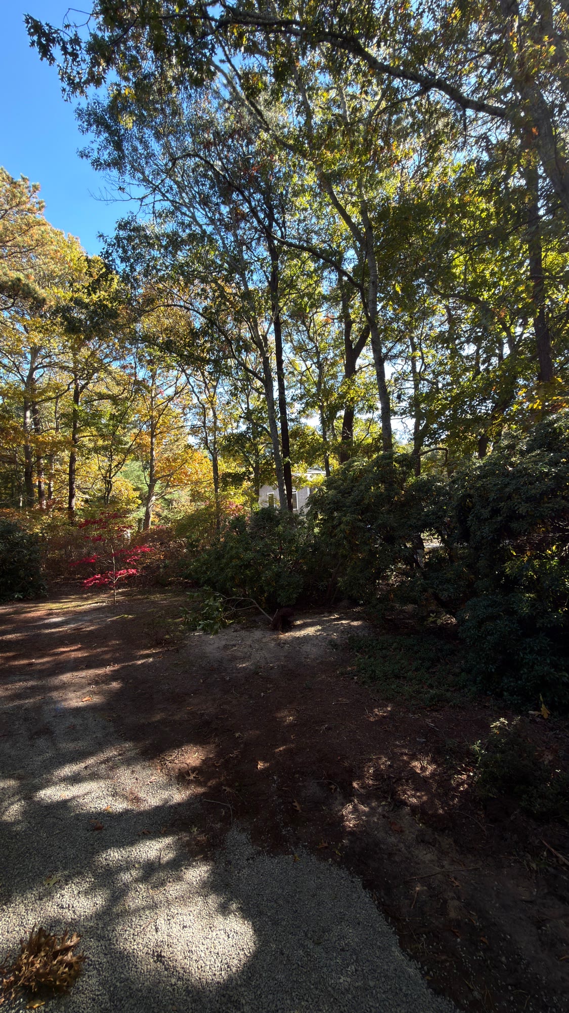 Driveway side, looking back along the row